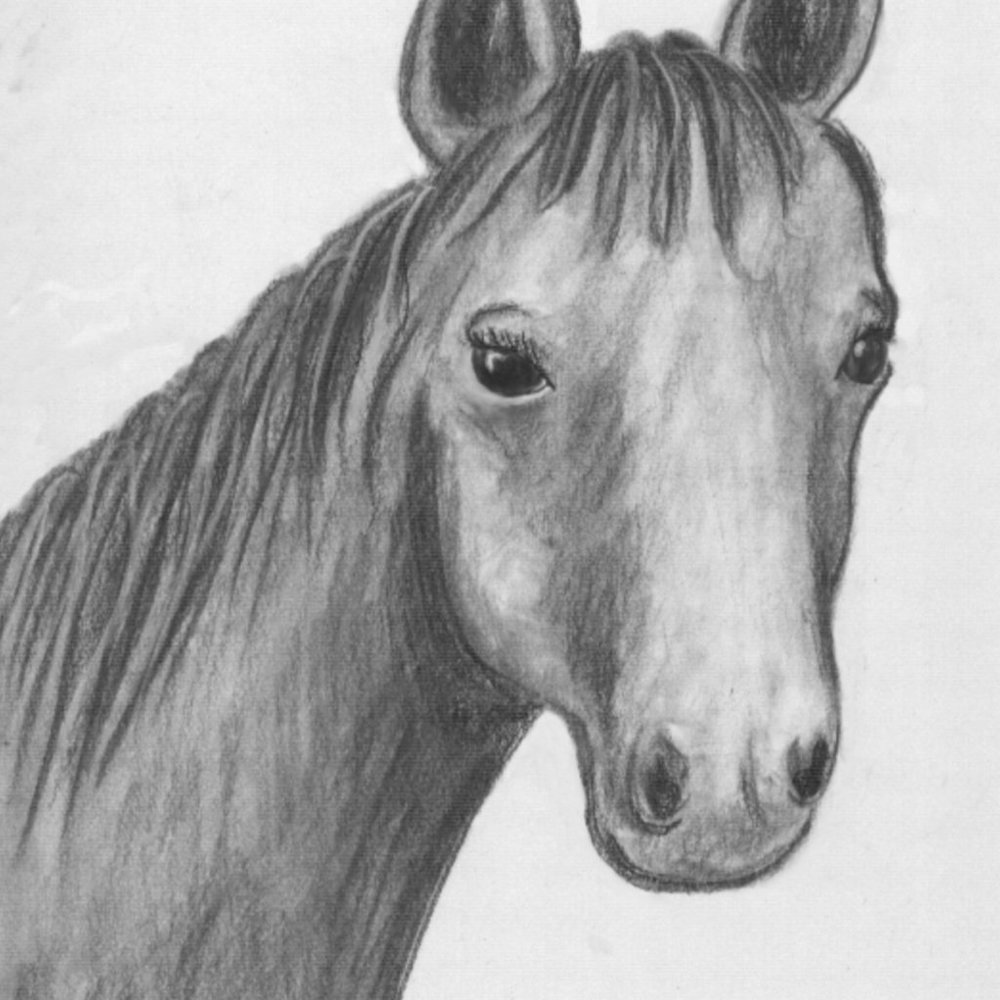 Horse Profile by Ave Hurley Signed Original Art Prints 4X6 + ACEO set